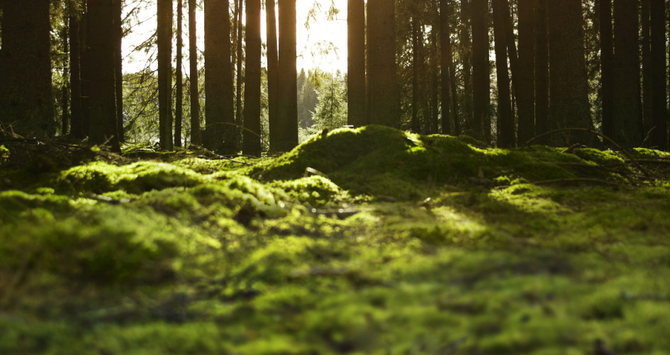 IKEA Poland UNFCCC
